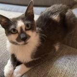 Picture of cat lost at La Creche