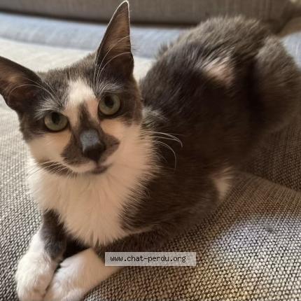 Photo 1/1 Texas Chat lost in La creche