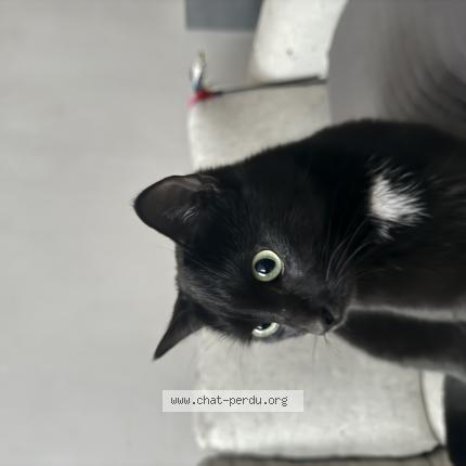 Foto van vermiste kat in Bruxelles