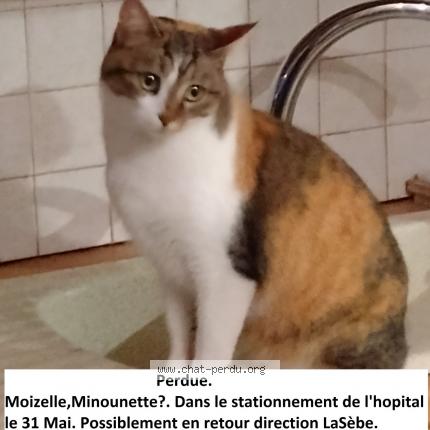 Photo 2/2 Moizelle Chat lost in Digne les bains