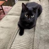 Picture of cat lost at Sevran