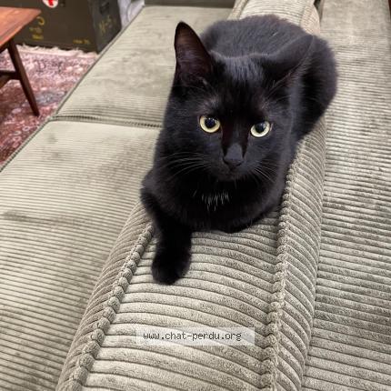 Photo 1/1 Cat reunited Lost in Sevran