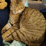 Picture of cat lost at Vouneuil Sous Biard