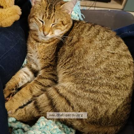 Photo 1/1 Tanuki Chat lost in Vouneuil sous biard