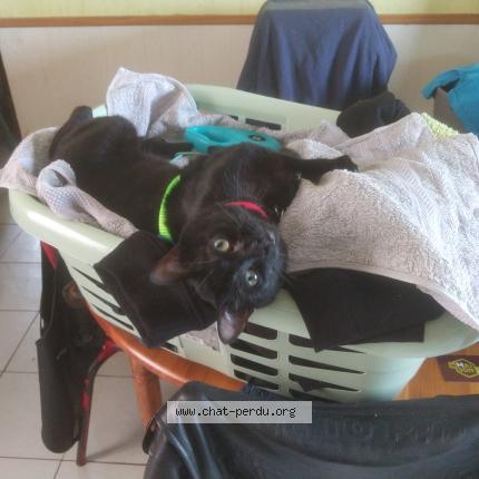 Photo 1/1 Shadow Chat lost in La fresnais