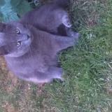 Picture of cat lost at Cousolre