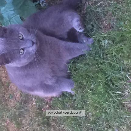 Photo 1/1 Grisette Chat lost in Cousolre