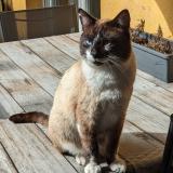 Picture of cat lost at Besancon