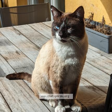 Photo 1/1 Toto Chat lost in Besancon