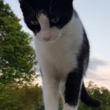 Picture of cat lost at Bazac