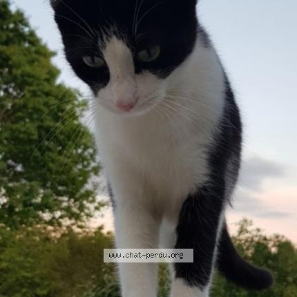 Photo 1/1 TILLY Chat lost in Bazac