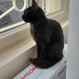 Picture of cat lost at Colleville Montgomery