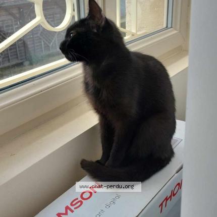 Photo 1/1 Djinn Chat lost in Colleville montgomery