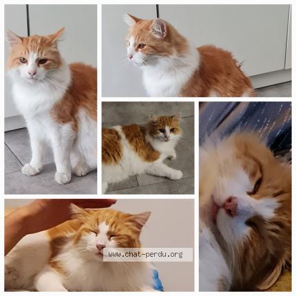 Photo 1/1 Karamel Chat lost in Avignon