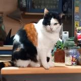 Picture of cat lost at Montauban