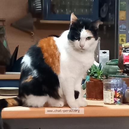 Photo 1/1 Fleur Chat lost in Montauban