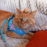 Picture of cat lost at Pantin