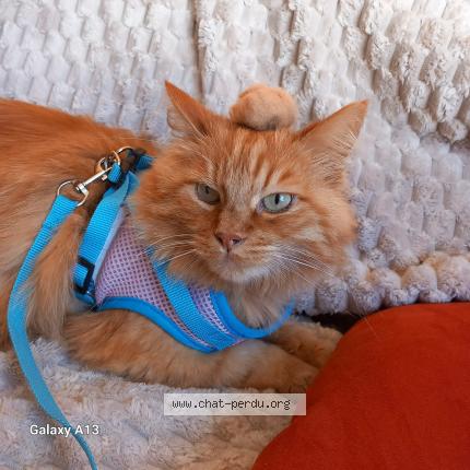 Photo 1/1 Bran Chat lost in Pantin