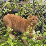 Picture of cat lost at Meillac