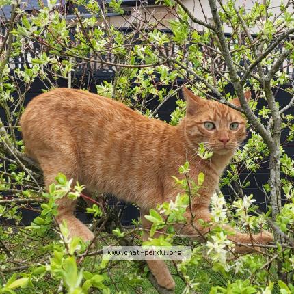 Photo 1/1 Fripouille Chat lost in Meillac