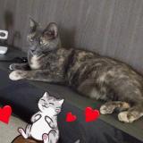 Picture of cat lost at Pollionnay