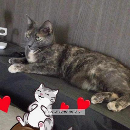 Photo 1/1 Oprah Chat lost in Pollionnay