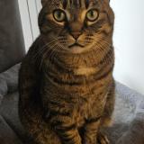 Picture of cat lost at Paris