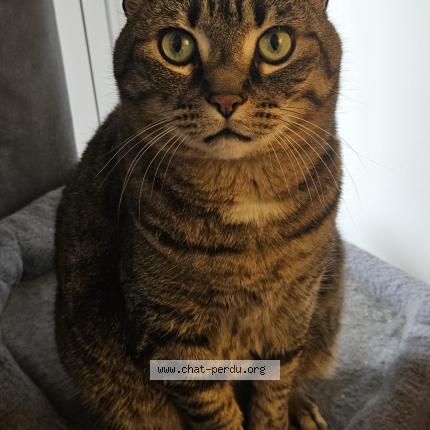 Photo 1/1 Ornella Fourn Chat lost in Paris