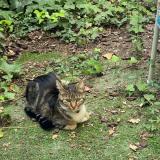 Picture of cat lost at Paris