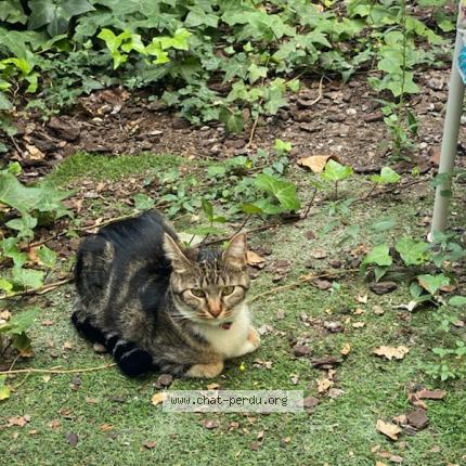 Photo 1/1 Cat reunited Lost in Paris