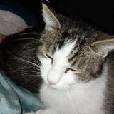 Picture of cat lost at Saint Medard En Jalles