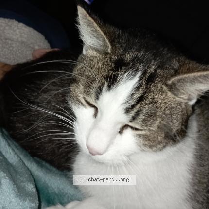 Photo 1/3 MAYA Chat lost in Saint medard en jalles