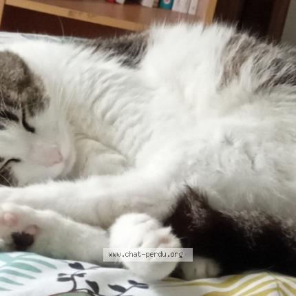 Photo 2/3 MAYA Chat lost in Saint medard en jalles