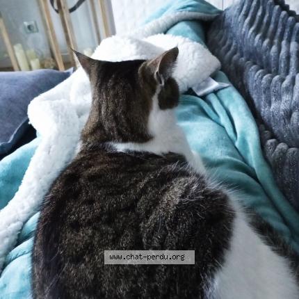 Photo 3/3 MAYA Chat lost in Saint medard en jalles