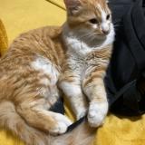 Picture of cat lost at Saint Gilles Les Hauts