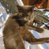 Picture of cat lost at Meaux