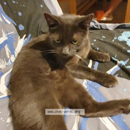 Photo 1/1 Nuage Chat lost in Meaux