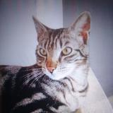 Picture of cat lost at Plouha