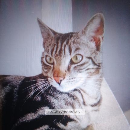 Photo 1/1 Birdy Chat lost in Plouha