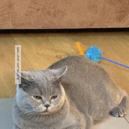 Foto van vermiste kat in Grammont