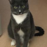 Picture of cat lost at Francueil