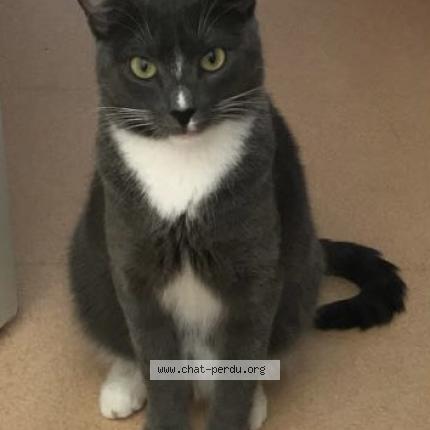 Photo 1/1 Koda Chat lost in Francueil