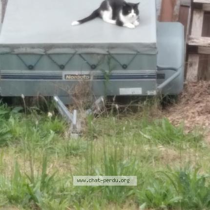 Photo 1/1 Found cat Found in Blois