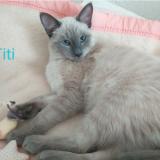 Picture of cat lost at Biarritz