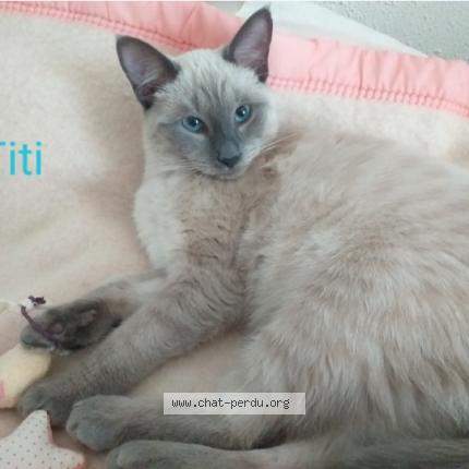 Photo 1/1 Titi Chat lost in Biarritz