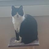 Picture of cat lost at Douvaine