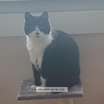 Photo 1/1 Blaka Chat lost in Douvaine