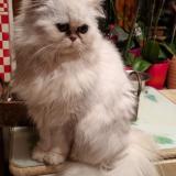 Picture of cat lost at Auxelles Bas