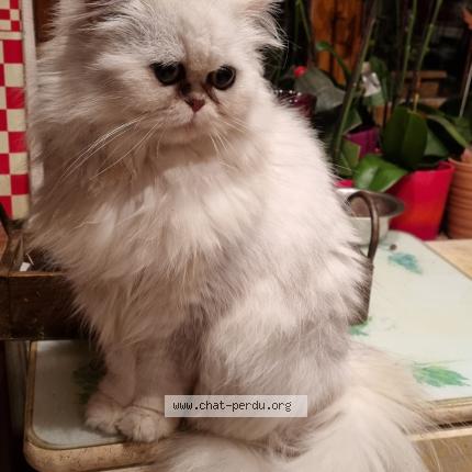 Photo 1/1 Rhea Chat lost in Auxelles bas