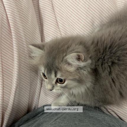 Foto van vermiste kat in Drogenbos